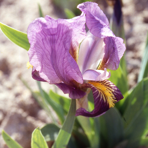 Plantes Vivaces IRIS B-n 'Syra' (pumila) - Iris Des Jardins - Iris ...