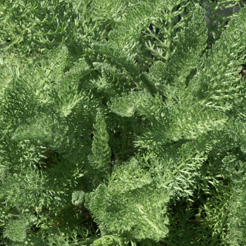 ACHILLEA crithmifolia