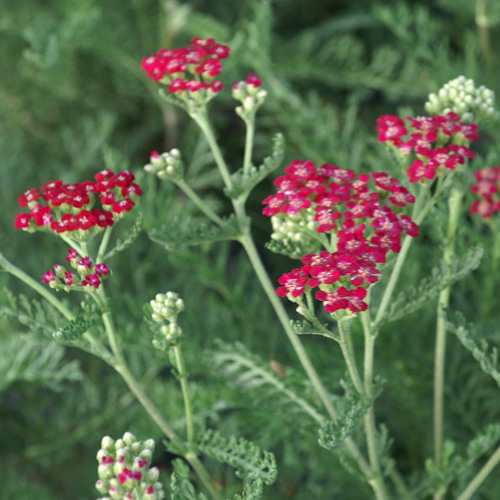 ACHILLEA millefolium 'Red Beauty'