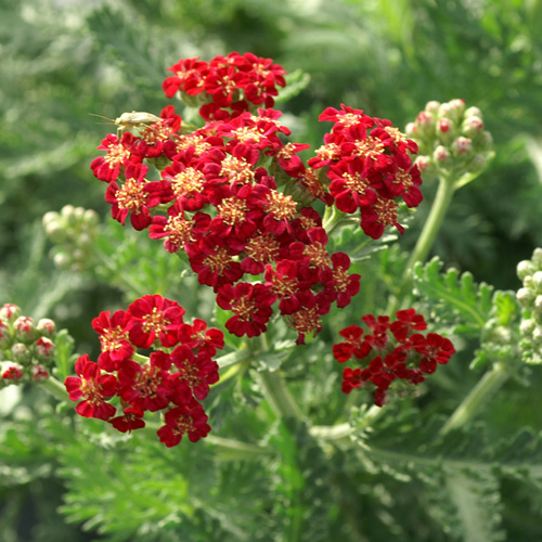 ACHILLEA millefolium 'Red Velvet'
