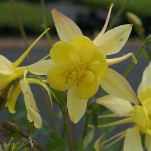 AQUILEGIA chrysantha 'Yellow Queen'