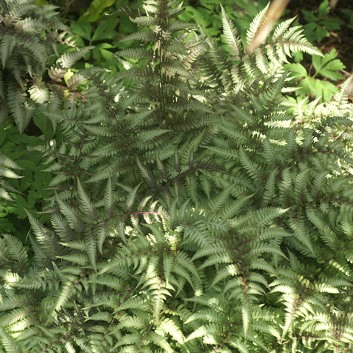 ATHYRIUM niponicum var pictum (A.nip.'Metallicum')