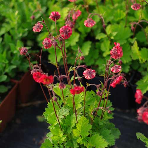 GEUM 'Flames of Passion' ®