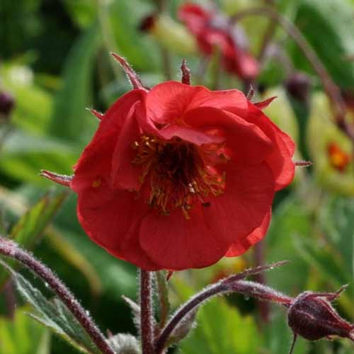 GEUM 'Flames of Passion' ®