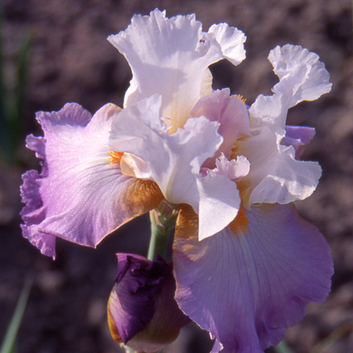 Plantes Vivaces IRIS B-e 'Scintillation' - Iris Des Jardins - Iris ...