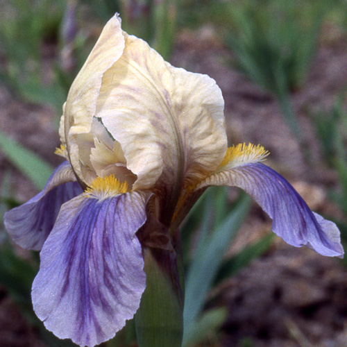 Plantes Vivaces IRIS B-n 'Dancing Bee' (Lilliput) - Iris Des Jardins ...