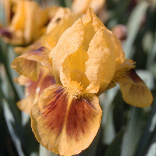 Plantes Vivaces IRIS B-n 'Pogo' (Lilliput) - Iris Des Jardins - Iris ...