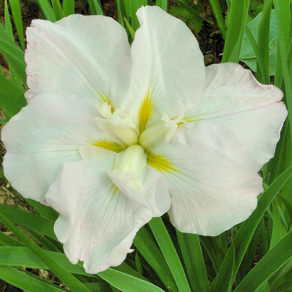 iris blanc white lady ensata kaempferi plante bassin vivace massif fleur  coupées