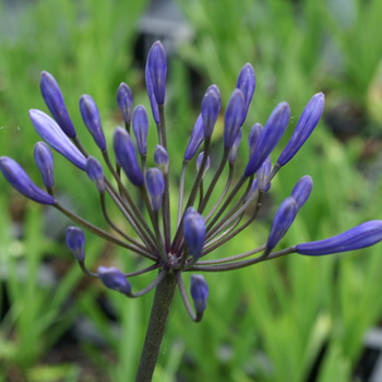 AGAPANTHUS 'Dr Brouwer'