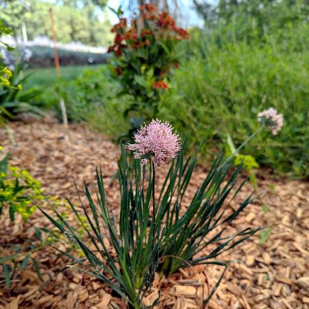 ALLIUM senescens 'Lisa Blue'