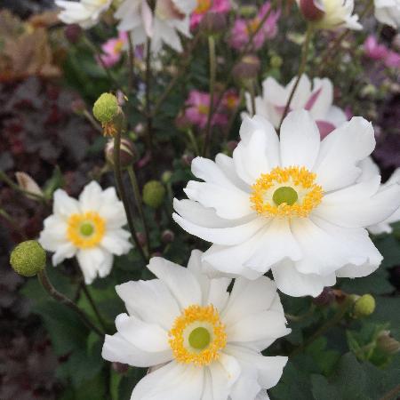 ANEMONE hupehensis 'Snow Angel'