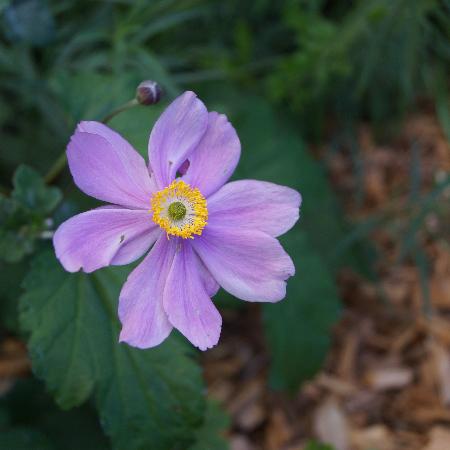 ANEMONE hybrida 'Serenade'