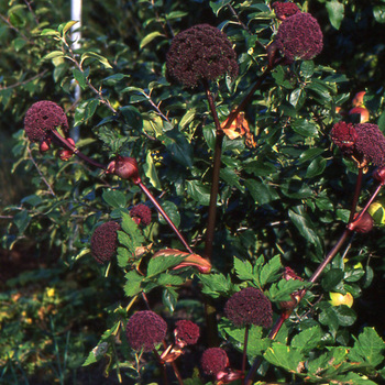 ANGELICA gigas
