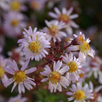 ASTER 'Esther'