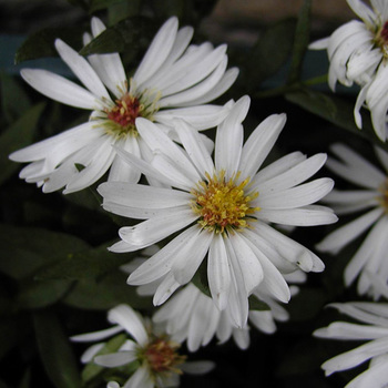 ASTER nb 'White Ladies'