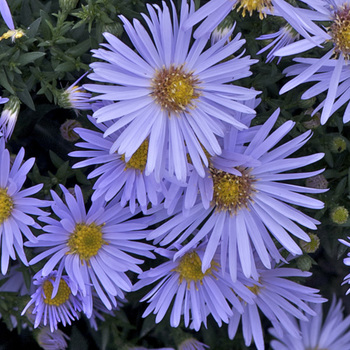 ASTER 'Silberblaukissen' (Dumosus Group)