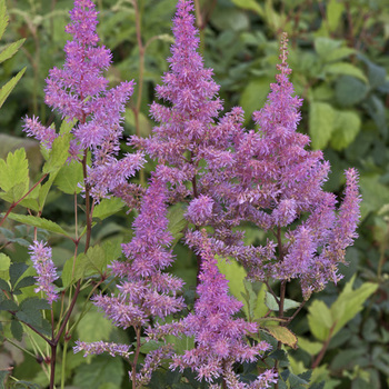 ASTILBE 'Hyazinth' (Arendsii Group)