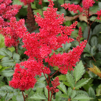 ASTILBE 'Montgomery' (Japonica Group)