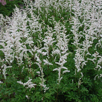 ASTILBE 'Mont Blanc' (Arendsii Group)