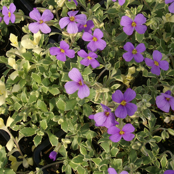 AUBRIETA 'Argenteovariegata' (A. 'Variegata')