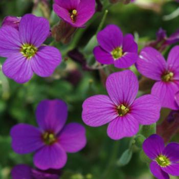 AUBRIETA 'Bressingham Red'