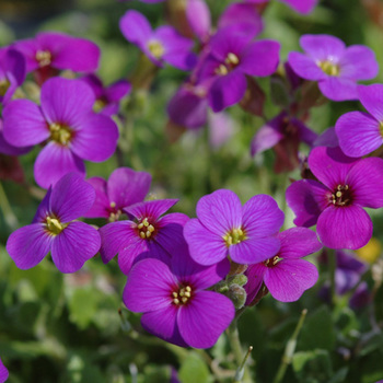 AUBRIETA 'Hamburger Stadtpark'