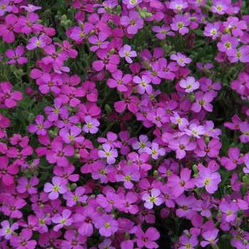 AUBRIETA 'Leichtlinii'