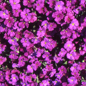 AUBRIETA 'Red Dyke'