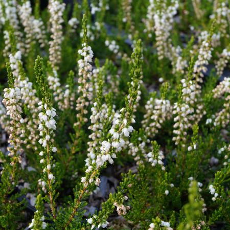 CALLUNA vulgaris 'Long White'