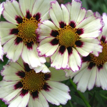 COREOPSIS 'Star Cluster'