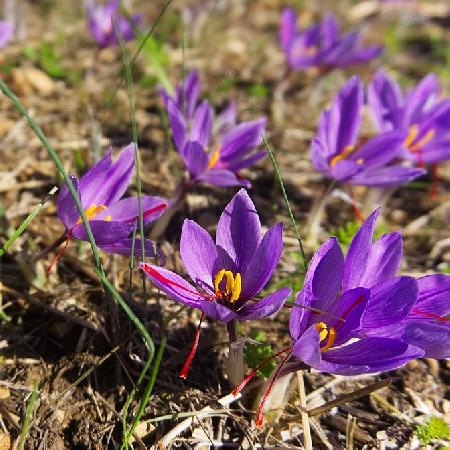 CROCUS sativus