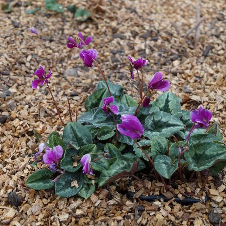 CYCLAMEN hederifolium 'Ivy Ice Purple'