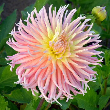 DAHLIA 'Alfred Grille'