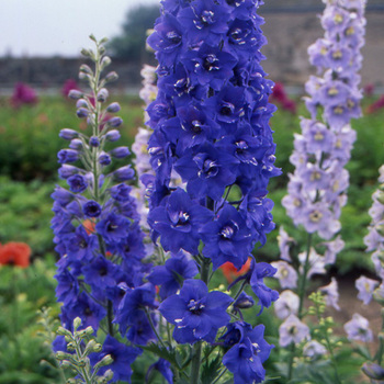 DELPHINIUM 'Blue Bird' (Pacific Giant Group)