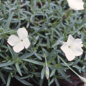 DIANTHUS 'La Bourboule Alba'