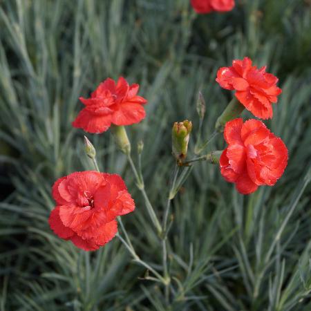 DIANTHUS 'David' (Plumarius Group)