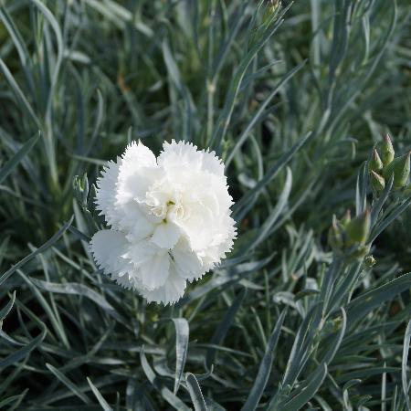 DIANTHUS 'Haytor White' (Plumarius Group)