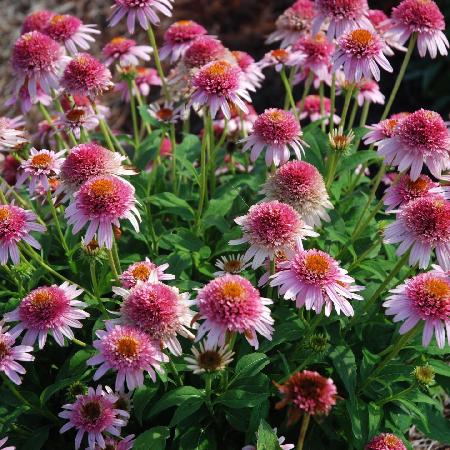 ECHINACEA 'Butterfly Kisses' ®
