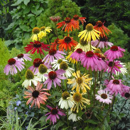 ECHINACEA 'Paradiso Tall Mix'