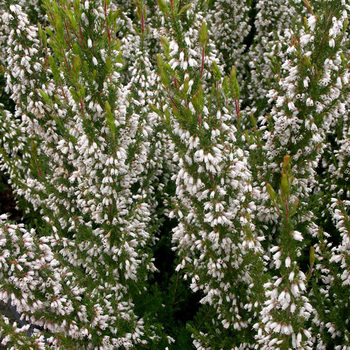 ERICA lusitanica