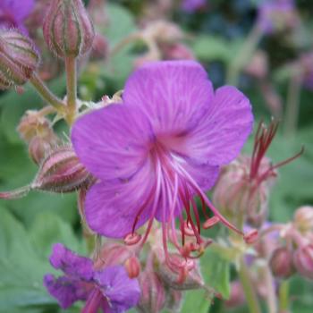 GERANIUM macrorrhizum