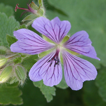 GERANIUM 'Philippe Vapelle'