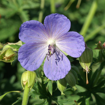 GERANIUM pratense