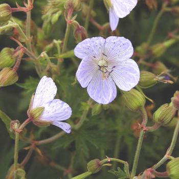 GERANIUM pratense 'Mrs Kendall Clark'