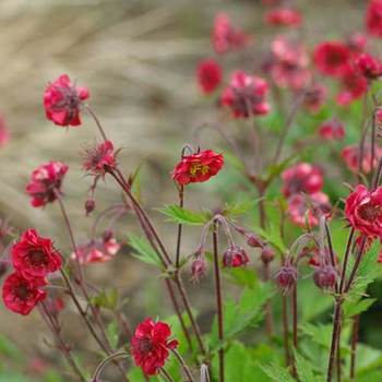 GEUM rivale 'Flames of Passion' ®