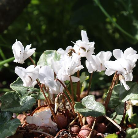 CYCLAMEN hederifolium 'Album'