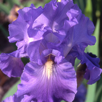 IRIS b-e 'Victoria Falls'