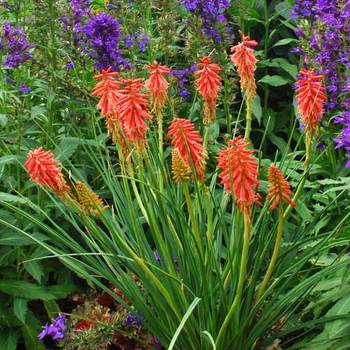 KNIPHOFIA 'Redhot Popsicle' ®