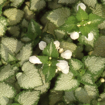 LAMIUM maculatum 'White Nancy'