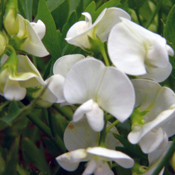LATHYRUS latifolius 'White pearl'